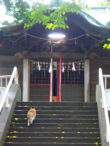岩槻愛宕神社の動物