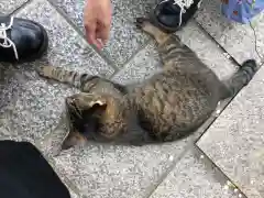 王子神社の動物