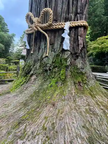 北口本宮冨士浅間神社の自然