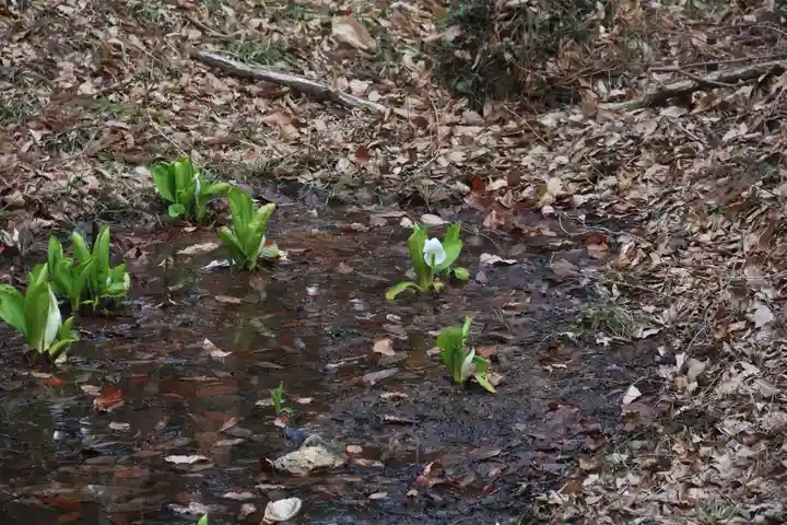 日枝神社の自然