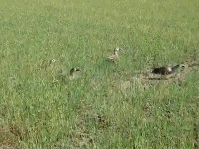 田中稲荷神社(埼玉県)