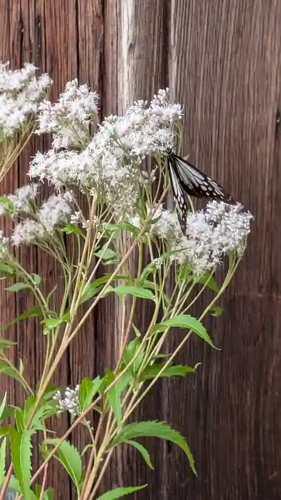 真正極楽寺(真如堂)(京都府)