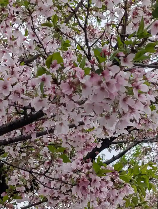 江ヶ崎八幡神社(神奈川県)