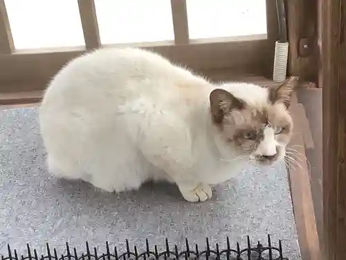 椿神明社の動物