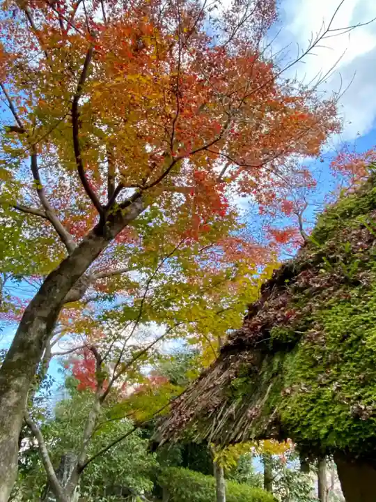 華厳寺(鈴虫寺)の自然