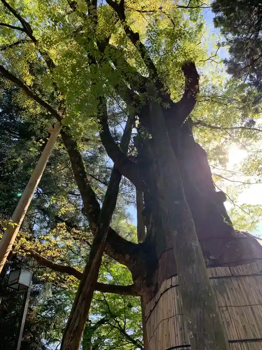 白山比咩神社の自然