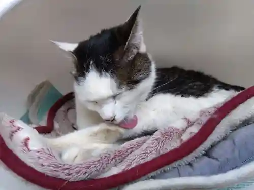 御誕生寺（猫寺）(福井県)