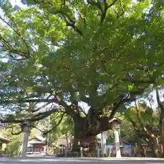 大麻比古神社の自然