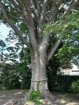 別雷皇太神(茨城県)