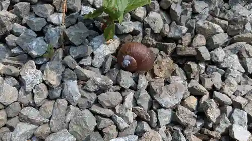 愛別神社の動物