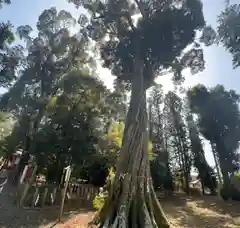 篠村八幡宮(京都府)