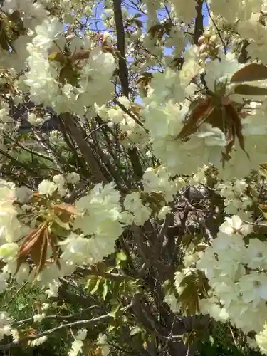 上地八幡宮の自然