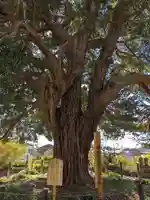安養院 (田代寺)(神奈川県)