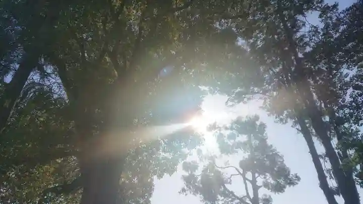 神明社(国府宮神明社)の自然