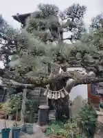 妙典寺の{uncategorized: "未分類", other: "その他", undefined: "問題あり", building: "その他建物", grave: "お墓", sacred_gate: "鳥居", guardian: "狛犬", statue: "像", buddha: "仏像", history: "歴史", nature: "自然", garden: "庭園", animal: "動物", pagoda: "塔", temizu: "手水舎", mountain_gate: "山門・神門", sanctuary: "本殿・本堂", subordinate: "末社・摂社", art: "芸術", scenery: "景色", jizo: "地蔵", ema: "絵馬", goshuin: "御朱印", omikuji: "おみくじ", items: "授与品その他", amulet: "お守り", goshuincho: "御朱印帳", eats: "食事", festival: "お祭り", votive_dance: "神楽", shichigosan: "七五三参", wedding: "結婚式", experience: "体験その他", initially: "初詣", around: "周辺", anti_infection: "感染症対策"}