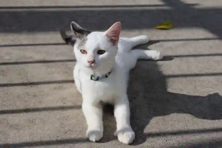 長屋神社の動物