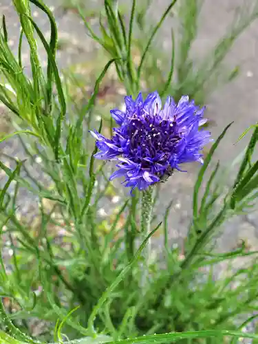 高司神社〜むすびの神の鎮まる社〜(福島県)