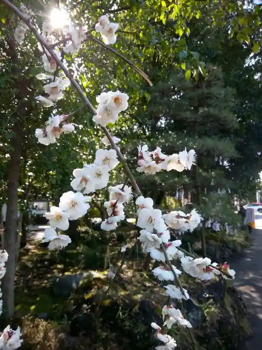 進雄神社(群馬県)