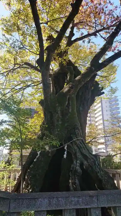 高城神社の自然