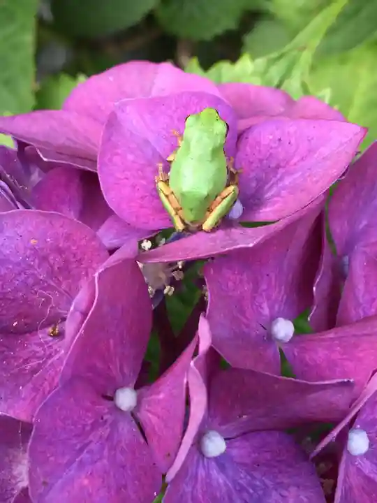 二本松寺の動物