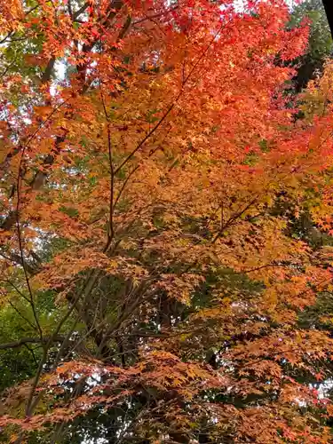 善法律寺の自然