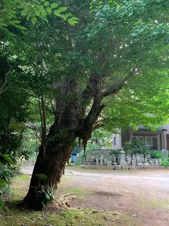 医王寺(千葉県)
