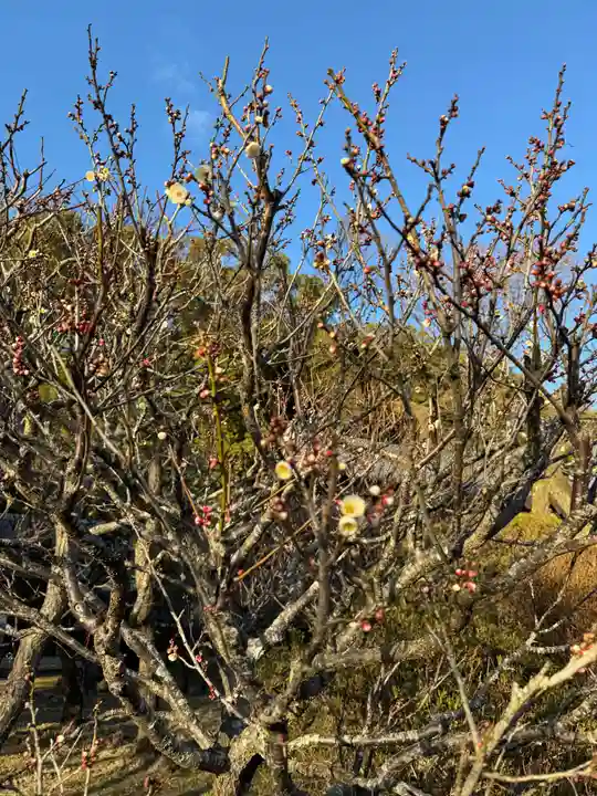 太宰府天満宮(福岡県)