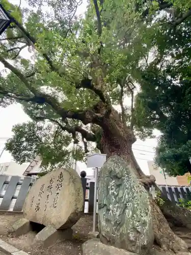 伊豫豆比古命神社の自然