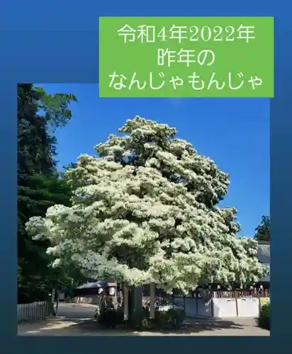 沙沙貴神社の自然