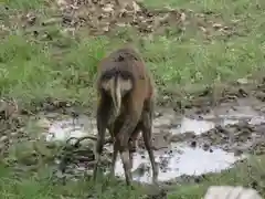 東大寺の動物