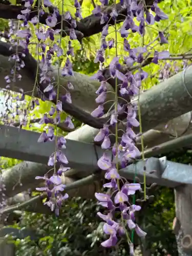 越ヶ谷久伊豆神社の{uncategorized: "未分類", other: "その他", undefined: "問題あり", building: "その他建物", grave: "お墓", sacred_gate: "鳥居", guardian: "狛犬", statue: "像", buddha: "仏像", history: "歴史", nature: "自然", garden: "庭園", animal: "動物", pagoda: "塔", temizu: "手水舎", mountain_gate: "山門・神門", sanctuary: "本殿・本堂", subordinate: "末社・摂社", art: "芸術", scenery: "景色", jizo: "地蔵", ema: "絵馬", goshuin: "御朱印", omikuji: "おみくじ", items: "授与品その他", amulet: "お守り", goshuincho: "御朱印帳", eats: "食事", festival: "お祭り", votive_dance: "神楽", shichigosan: "七五三参", wedding: "結婚式", experience: "体験その他", initially: "初詣", around: "周辺", anti_infection: "感染症対策"}
