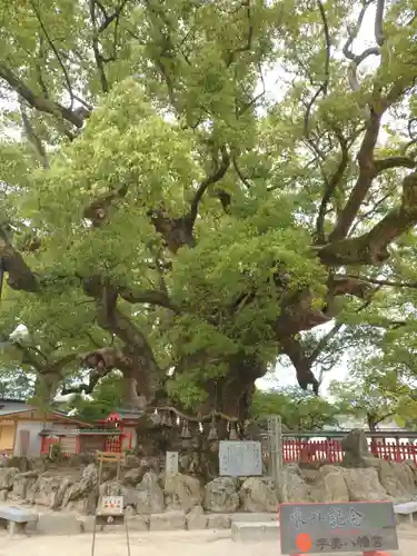宇美八幡宮の自然