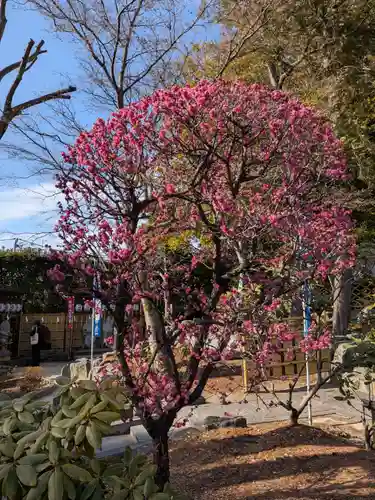 中野沼袋氷川神社(東京都)
