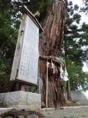 大國魂神社の自然