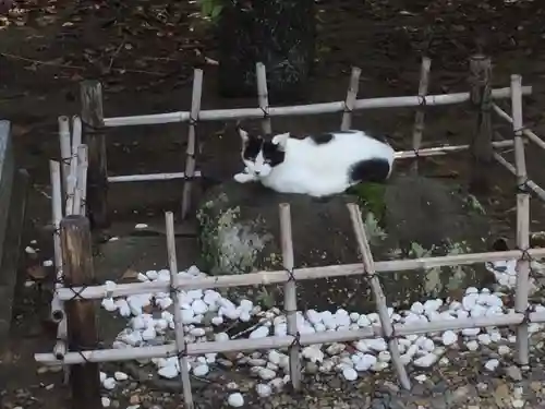 鎌数伊勢大神宮の動物