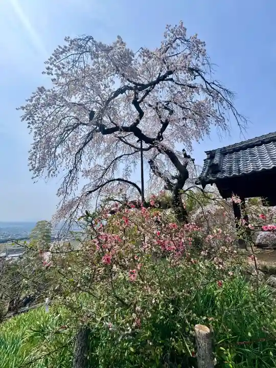 地蔵院の{uncategorized: "未分類", other: "その他", undefined: "問題あり", building: "その他建物", grave: "お墓", sacred_gate: "鳥居", guardian: "狛犬", statue: "像", buddha: "仏像", history: "歴史", nature: "自然", garden: "庭園", animal: "動物", pagoda: "塔", temizu: "手水舎", mountain_gate: "山門・神門", sanctuary: "本殿・本堂", subordinate: "末社・摂社", art: "芸術", scenery: "景色", jizo: "地蔵", ema: "絵馬", goshuin: "御朱印", omikuji: "おみくじ", items: "授与品その他", amulet: "お守り", goshuincho: "御朱印帳", eats: "食事", festival: "お祭り", votive_dance: "神楽", shichigosan: "七五三参", wedding: "結婚式", experience: "体験その他", initially: "初詣", around: "周辺", anti_infection: "感染症対策"}