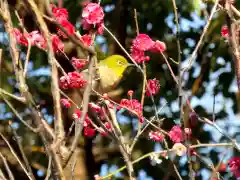 亀戸天神社の動物