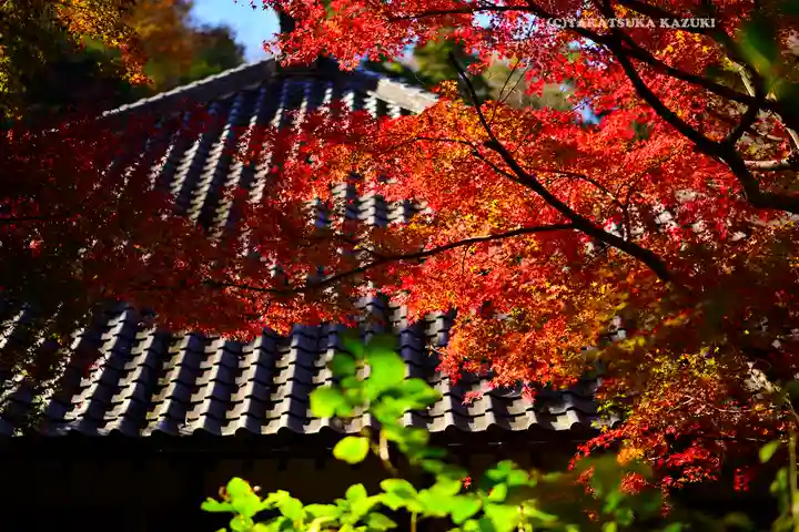 明月院(神奈川県)