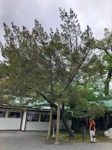 三嶋大社の{uncategorized: "未分類", other: "その他", undefined: "問題あり", building: "その他建物", grave: "お墓", sacred_gate: "鳥居", guardian: "狛犬", statue: "像", buddha: "仏像", history: "歴史", nature: "自然", garden: "庭園", animal: "動物", pagoda: "塔", temizu: "手水舎", mountain_gate: "山門・神門", sanctuary: "本殿・本堂", subordinate: "末社・摂社", art: "芸術", scenery: "景色", jizo: "地蔵", ema: "絵馬", goshuin: "御朱印", omikuji: "おみくじ", items: "授与品その他", amulet: "お守り", goshuincho: "御朱印帳", eats: "食事", festival: "お祭り", votive_dance: "神楽", shichigosan: "七五三参", wedding: "結婚式", experience: "体験その他", initially: "初詣", around: "周辺", anti_infection: "感染症対策"}