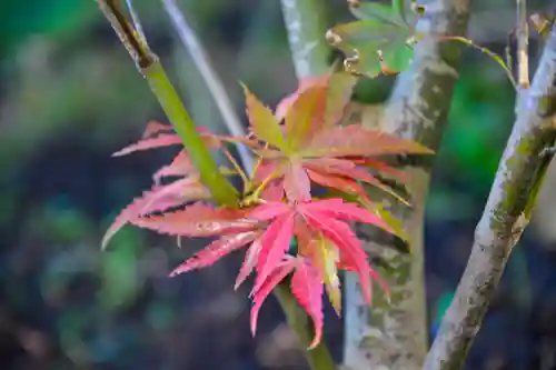 尻岸内八幡神社の自然