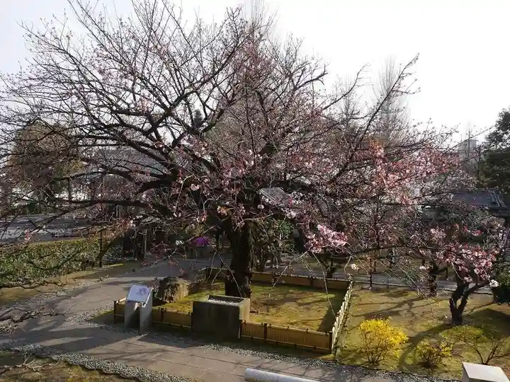 輪王寺両大師堂(寛永寺輪王殿)の自然