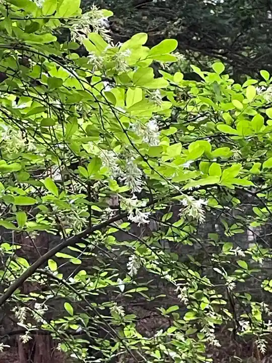 白石神社の自然