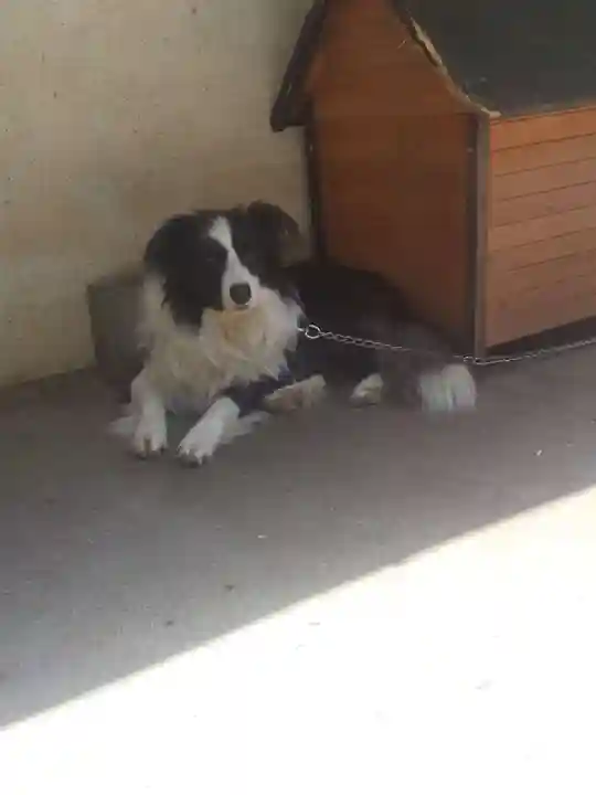 甘南美寺の動物