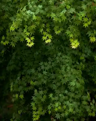 唐澤山神社(栃木県)