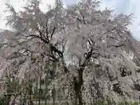 足羽神社の自然