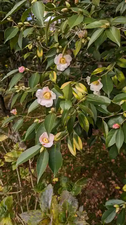 法金剛院(京都府)