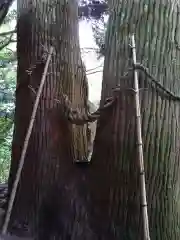 神龍八大龍王神社の自然