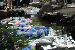 楽法寺（雨引観音）の動物