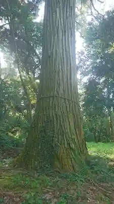 大宮神社の自然
