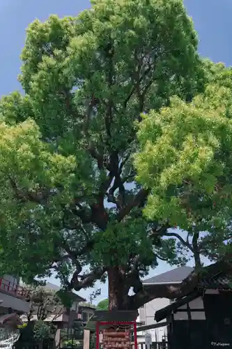 泉殿宮(大阪府)